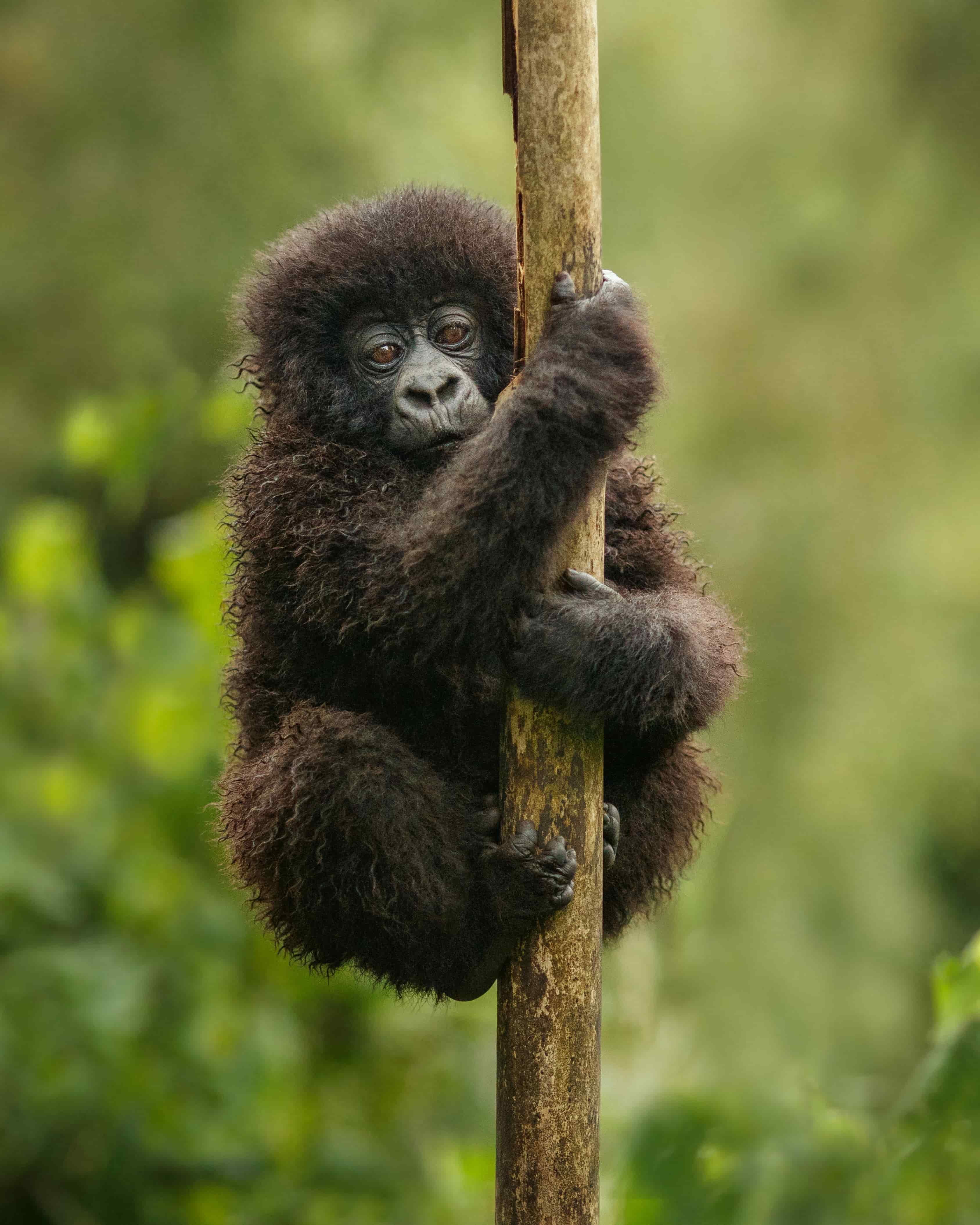 Bwindi Impenetrable National Park